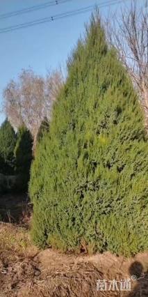 高度200厘米圆柏
