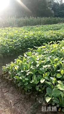 0.5公分深山含笑