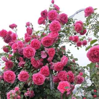 150厘米藤本月季