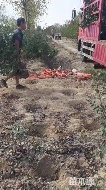 高度130厘米红叶石楠绿篱