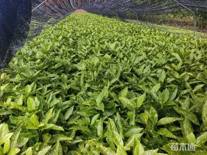 高度40厘米花叶珊瑚