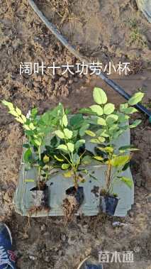 高度35厘米阔叶十大功劳