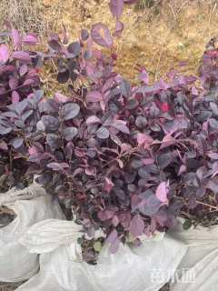 高度40厘米红花继木