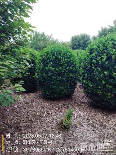 高度200厘米大叶黄杨