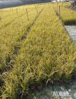 高度50厘米金叶石菖蒲