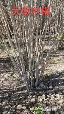 高度200厘米重瓣木槿