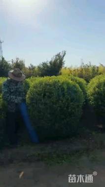 冠幅150厘米金叶女贞球