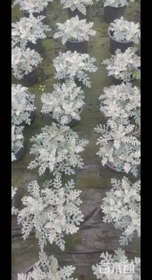 高度20厘米银叶菊