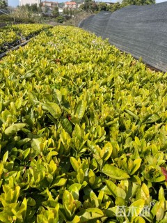 高度20厘米龙船花