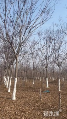 13公分黄山栾树