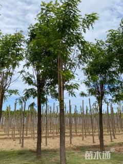 12公分红花洋槐