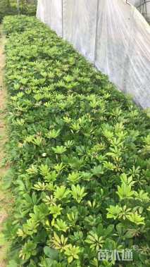 高度250厘米鸭脚木