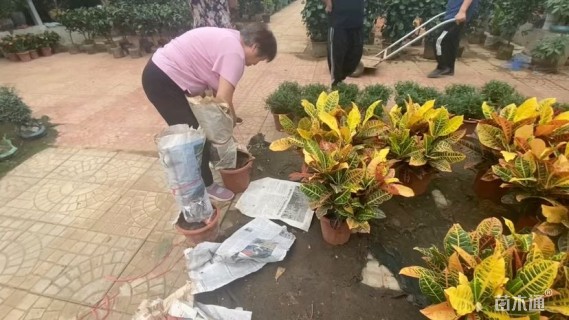 高度40厘米变叶木