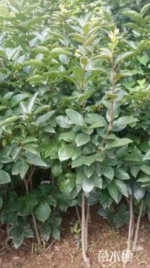 3公分柿树
