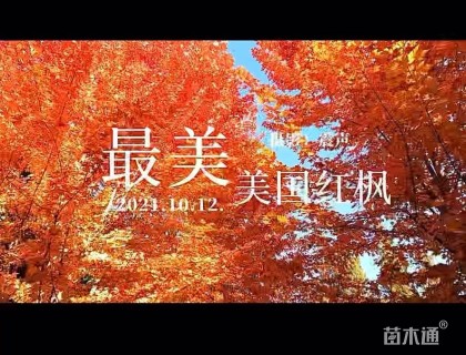 15公分美国红枫