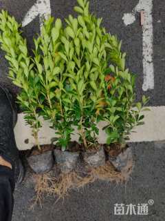 高度35厘米瓜子黄杨