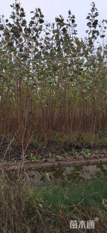 3公分杨树