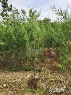 高度70厘米侧柏小苗