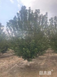 14公分绚丽海棠