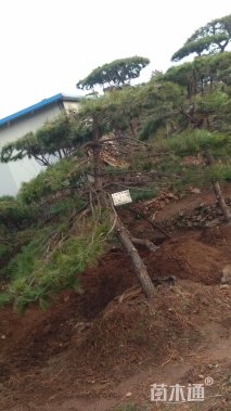 高度350厘米油松