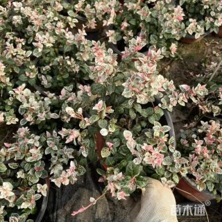 5厘米花叶络石