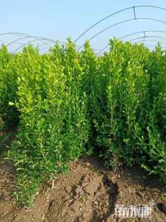 高度350厘米小叶黄杨