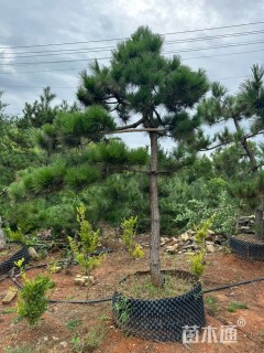 高度300厘米黑松