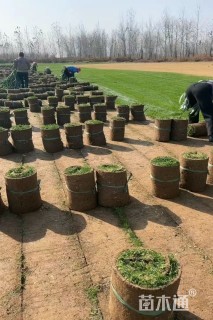 草卷状马尼拉草