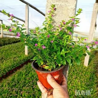 高度60厘米萼距花
