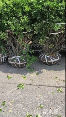 冠幅250厘米大叶黄杨球