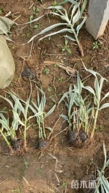 高度15厘米花叶芦竹