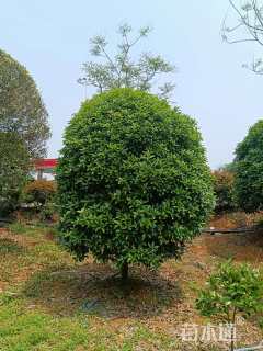 12公分桂花
