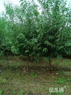 3公分桃树
