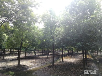 10公分香樟