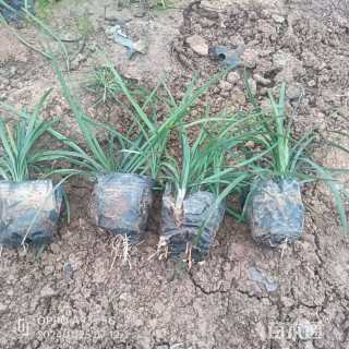 高度10厘米阔叶麦冬