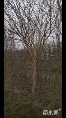 高度200厘米红花紫薇