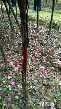 高度120厘米月季