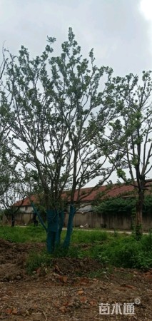 30公分丛生朴树