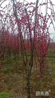 25公分梅花