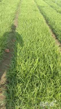 高度20厘米崂峪苔草