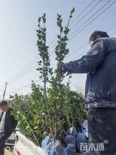 高度150厘米北海道黄杨