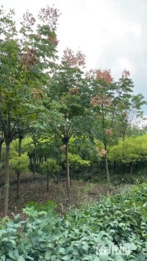 11公分黄山栾树