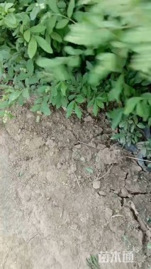 高度50厘米紫叶水蜡
