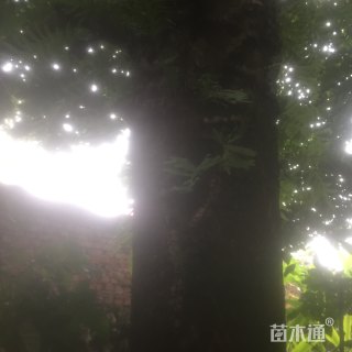 50公分秋枫