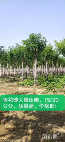 14公分香花槐