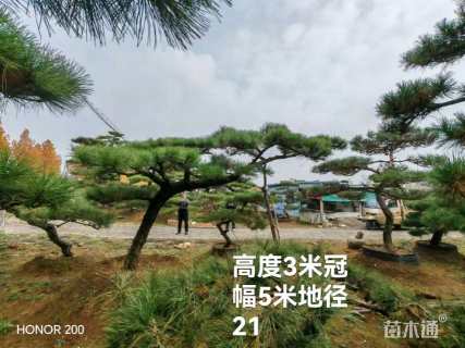 22公分造型黑松