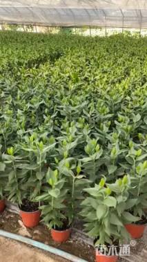 高度43厘米百合