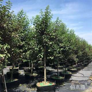8公分加拿大红樱
