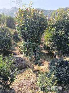 高度150厘米茶花