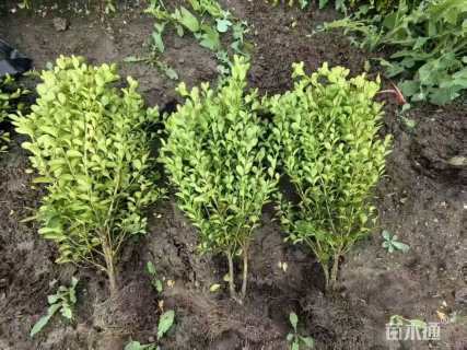 冠幅20厘米瓜子黄杨球